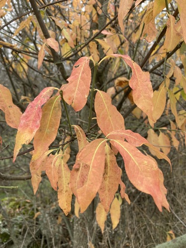 Spindle