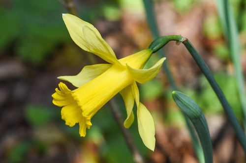 wild daffodil