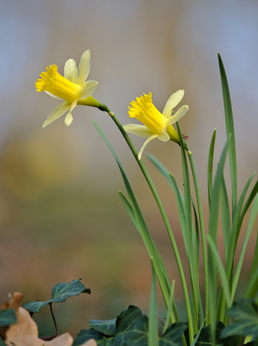wild daffodil