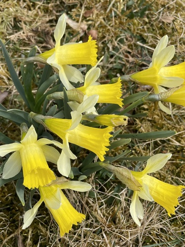 wild daffodil