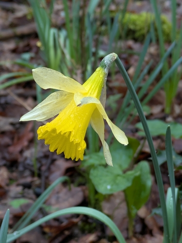 wild daffodil