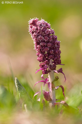 Common Butterbur