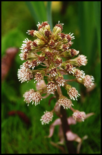 Common Butterbur