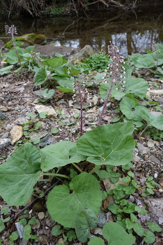 Common Butterbur
