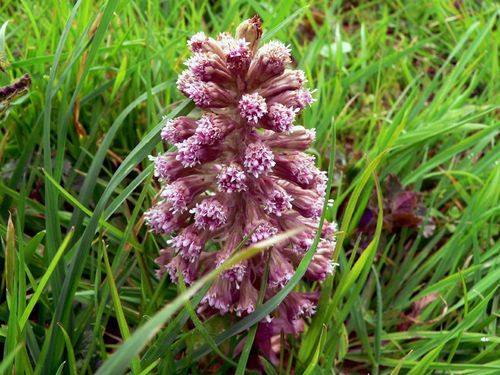 Common Butterbur