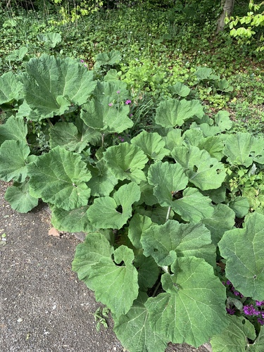 Common Butterbur