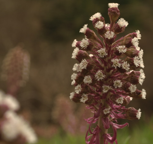 Common Butterbur