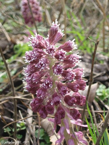 Common Butterbur