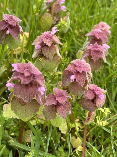 red deadnettle