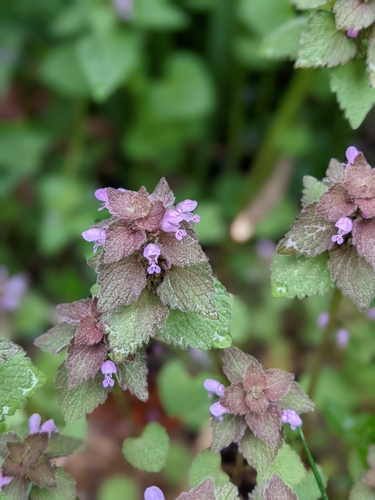 red deadnettle