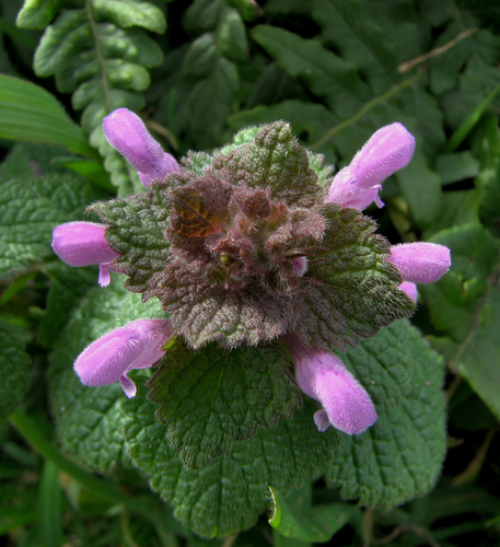 red deadnettle