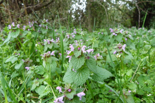 red deadnettle