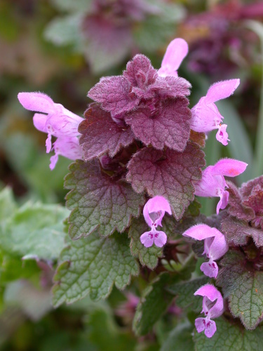 red deadnettle