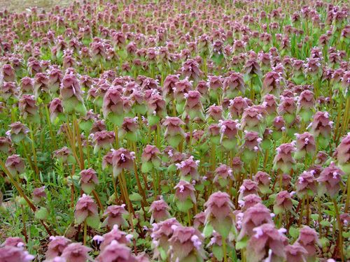 red deadnettle