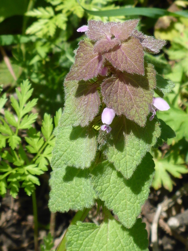 red deadnettle