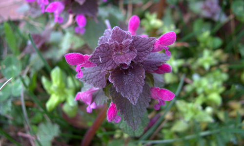 red deadnettle