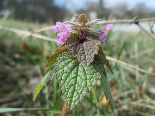 red deadnettle