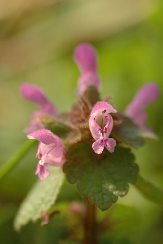 red deadnettle
