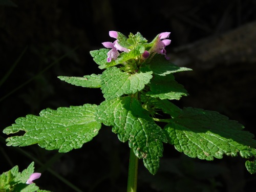 red deadnettle