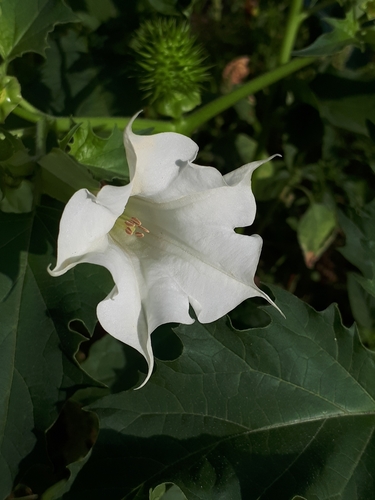 jimsonweed