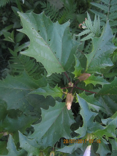 jimsonweed