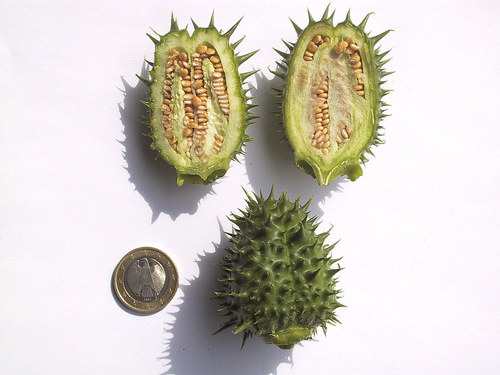 jimsonweed