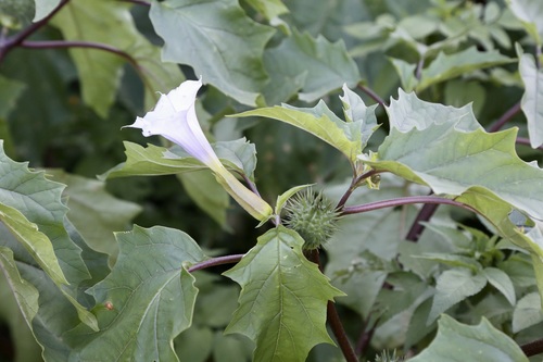 jimsonweed