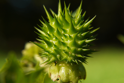 jimsonweed
