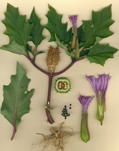 jimsonweed