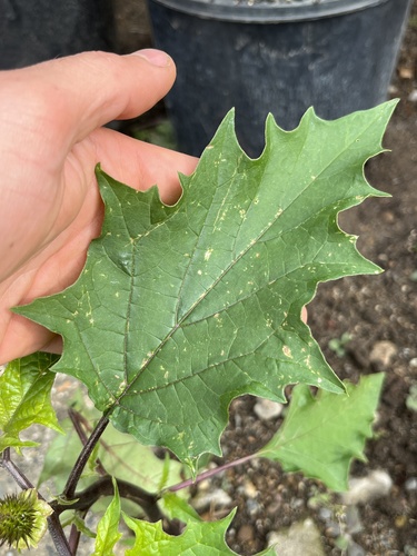 jimsonweed