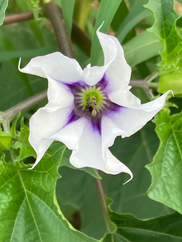 jimsonweed