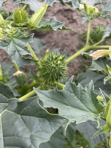jimsonweed