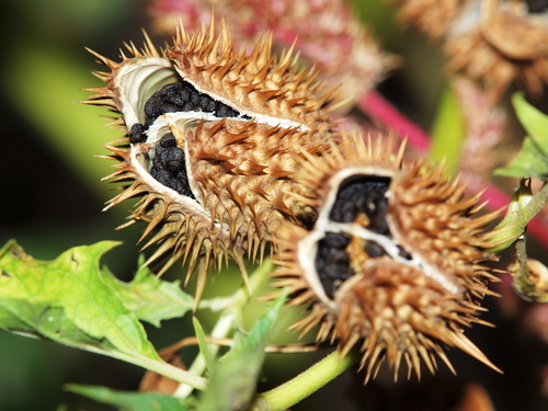 jimsonweed