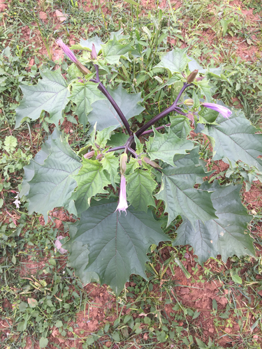 jimsonweed