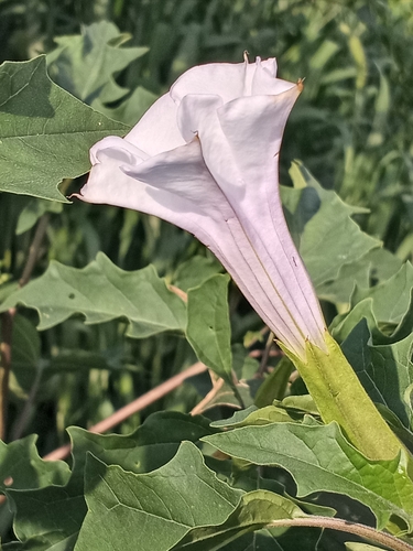 jimsonweed