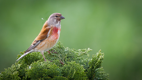 Eurasian Linnet