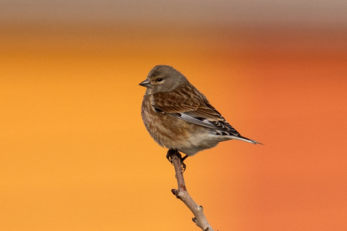 Eurasian Linnet