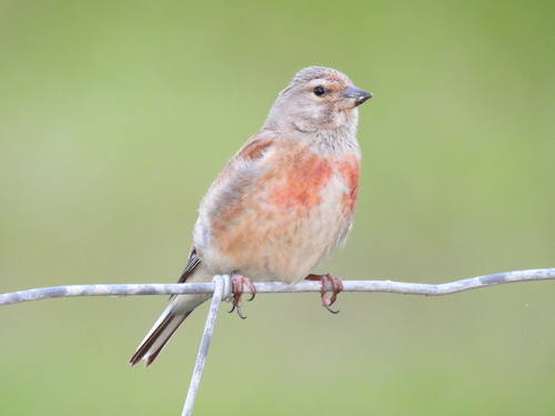 Eurasian Linnet