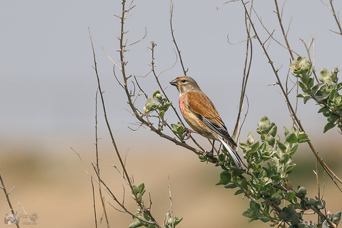 Eurasian Linnet