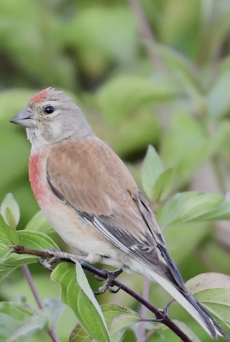 Eurasian Linnet