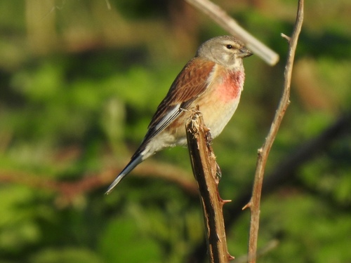 Eurasian Linnet