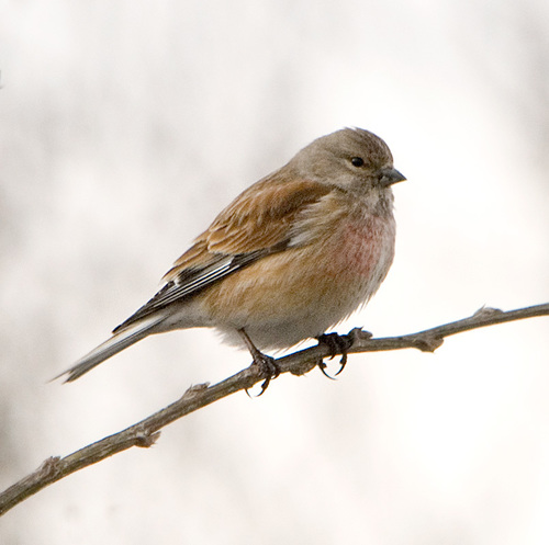 Eurasian Linnet