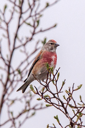 Eurasian Linnet