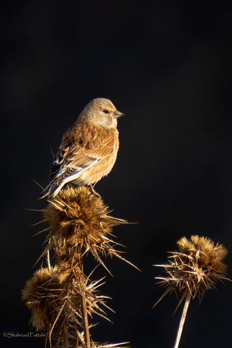Eurasian Linnet