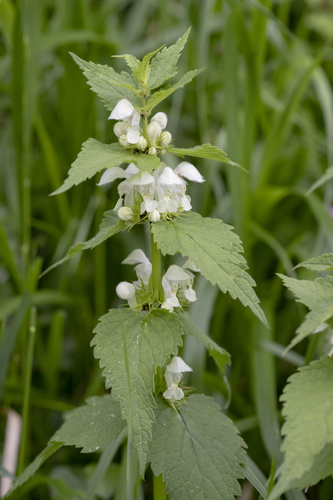 White deadnettle