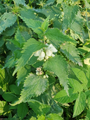 White deadnettle