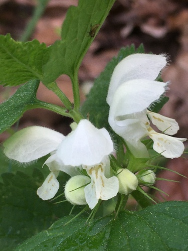 White deadnettle