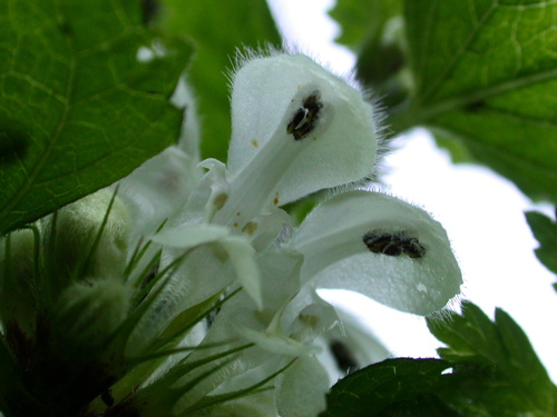 White deadnettle