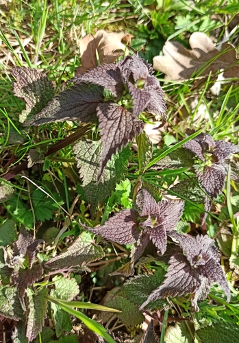 White deadnettle