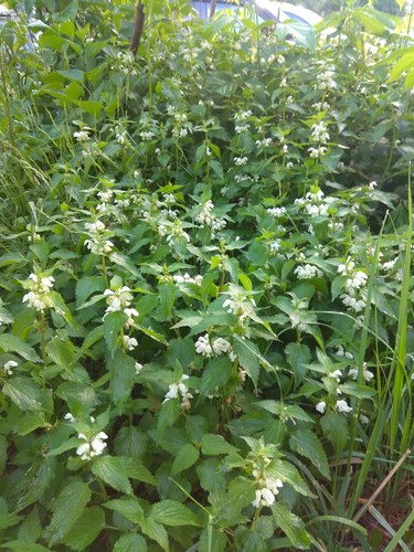 White deadnettle
